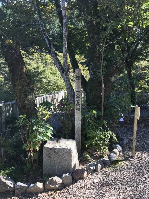三光寺　菩提樹