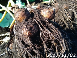 サトイモの収穫1