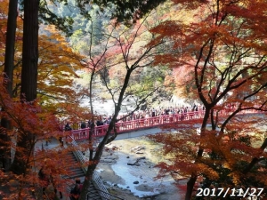 香嵐渓待月橋付近の紅葉