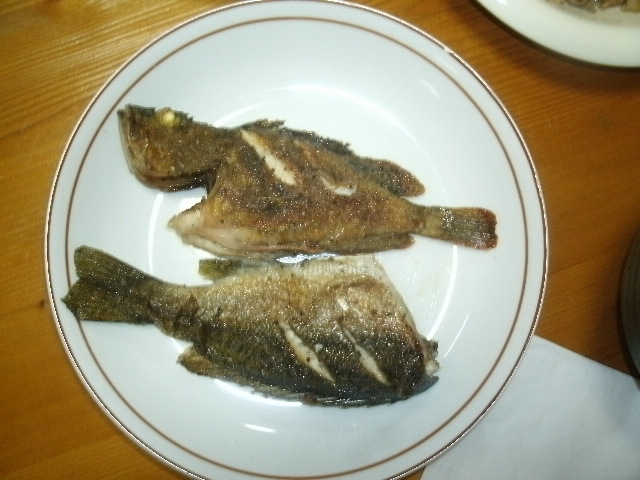 博多湾ではレアなシマイサキを食べてみました 続 安近短の海釣りを目指す博多の釣りバカ