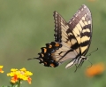 butterfly.jpg