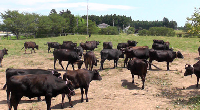 浪江町末の森山本牧場の元気な牛たち、2012年８月