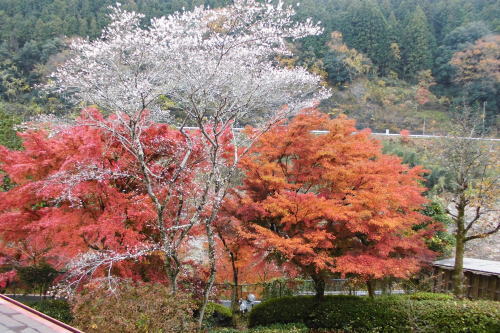 伊豆高原　ギャラリー　ショップ　ギャラリーぶなの木　　紅葉