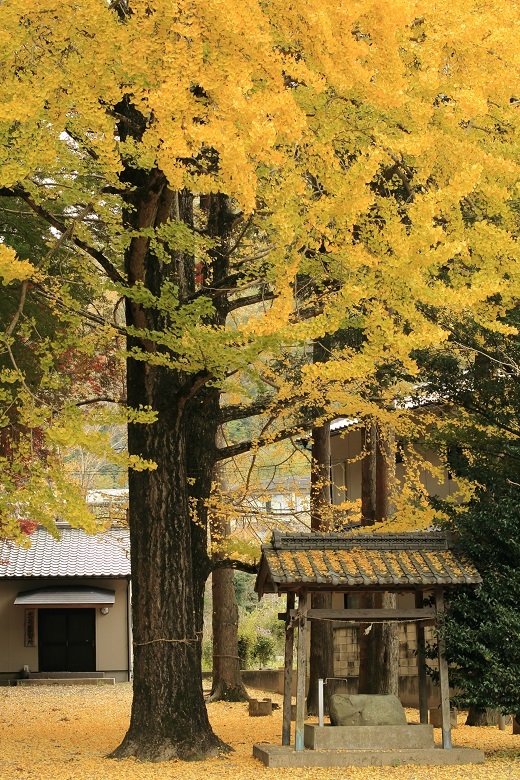 塩江　熊野神社　イチョウ