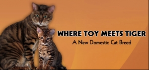 Where-Toy-Meets-Tiger.jpg
