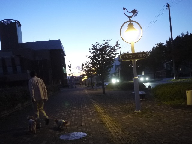 夕方散歩コケコッコ通りの外灯