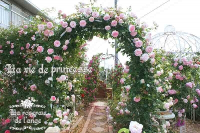 ２０１７年　ブログ画像　天使の薔薇庭　ロマンティックガーデン　バラの家アーチ特集