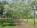 800px-Higashiyama-park_row-of-poplars.jpg