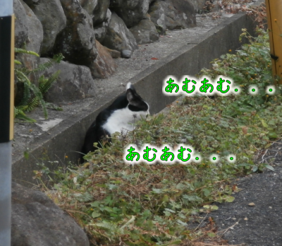 猫①（2017-12-07）