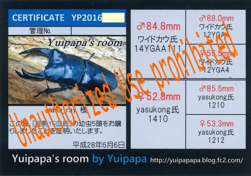 Yuipapa-1609.jpg