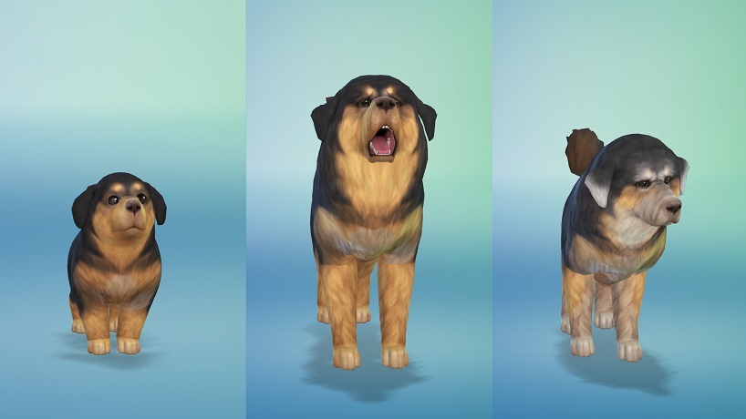 Cats Dogs ペットたちの作成 特質と衣装 Sims4 シムズ４観察日記 The Sims Forever