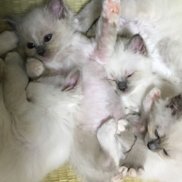 幸運を運ぶバーマン子猫🌟お団子の子猫達