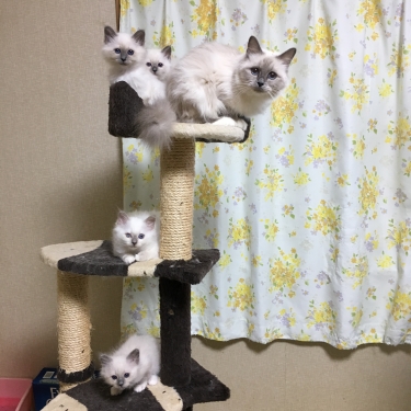 子猫の実 豊作 (=^ェ^=) おさかな キャット タワー