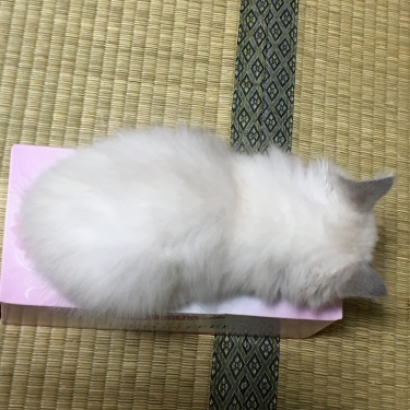 ティッシュBoxの妖精 バーマン子猫