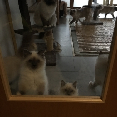 猫部屋 − 入口 −