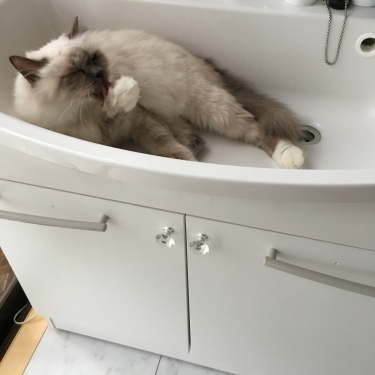 猫部屋 – 洗面台 ー