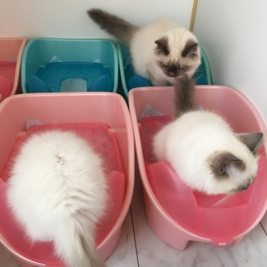猫部屋 – トイレ–