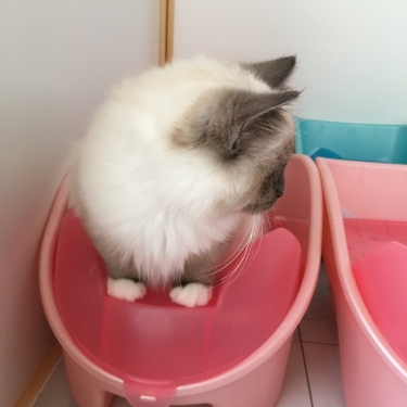 猫部屋 – トイレ–