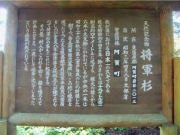 天然記念物「将軍杉」-看板