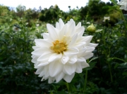 白い花-2