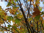 寺尾中央公園の空と葉