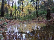 トリムの森の池-1