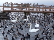 瓢湖の白鳥-5大