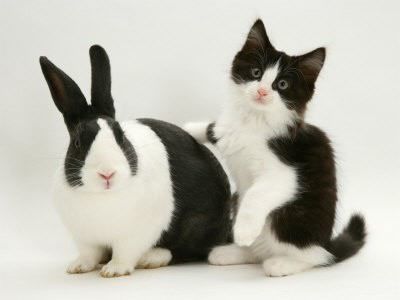 兎と猫が似てる