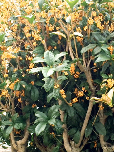 キンモクセイ（金木犀）の花